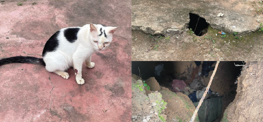 Policiais civis da 39ª Delegacia Interativa de Polícia (DIP) de Autazes (a 113 quilômetros de Manaus), em ação integrada com a Polícia Militar do Amazonas (PMAM) e a Guarda Civil Municipal (GCM), prenderam em flagrante Jaimy da Silva Cardoso, de 25 anos, pelo crime de maus-tratos a animais. Ele foi preso após matar seis gatos de vizinhos. A prisão foi realizada na rua Maria Helena, bairro Cidade Nova I, em Autazes.