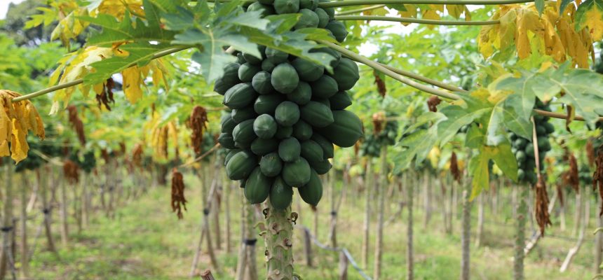 A Sepror chama atenção para as datas limites do prazo de inscrição de agricultores familiares interessados em participar do programa Garantia Safra...