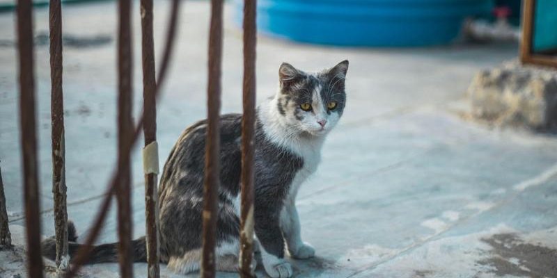 O Ministério Público do Amazonas, por meio da Promotoria de Justiça de Autazes, instaurou uma notícia de fato para apurar a necessidade de criação de um centro de zoonoses e de um abrigo de animais em situação de rua e abandono no município. A iniciativa surge diante da crescente demanda por assistência a animais vulneráveis e visa embasar eventuais medidas judiciais e extrajudiciais.