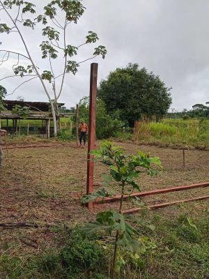Em Autazes (distante 113 quilômetros de Manaus), o Instituto de Desenvolvimento Agropecuário e Florestal Sustentável do Estado do Amazonas (Idam) concluiu a implantação de um viveiro de cupuaçu. O espaço, que tem capacidade para cultivo de 5 mil mudas, vai beneficiar agricultores familiares residentes nas estradas AZ 1, AZ 2, AZ 3 e AZ 4, bem como da comunidade Sampaio.