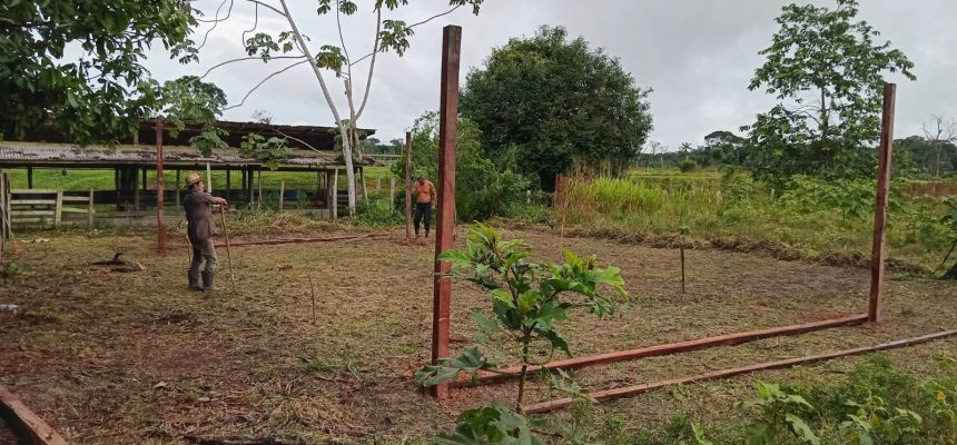 Em Autazes (distante 113 quilômetros de Manaus), o Instituto de Desenvolvimento Agropecuário e Florestal Sustentável do Estado do Amazonas (Idam) concluiu a implantação de um viveiro de cupuaçu. O espaço, que tem capacidade para cultivo de 5 mil mudas, vai beneficiar agricultores familiares residentes nas estradas AZ 1, AZ 2, AZ 3 e AZ 4, bem como da comunidade Sampaio.