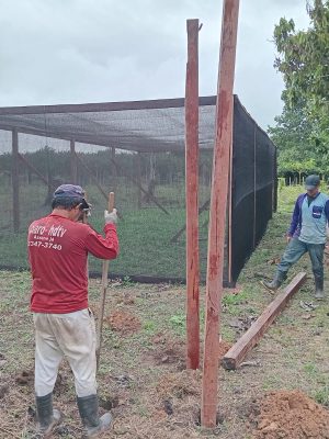 Em Autazes (distante 113 quilômetros de Manaus), o Instituto de Desenvolvimento Agropecuário e Florestal Sustentável do Estado do Amazonas (Idam) concluiu a implantação de um viveiro de cupuaçu. O espaço, que tem capacidade para cultivo de 5 mil mudas, vai beneficiar agricultores familiares residentes nas estradas AZ 1, AZ 2, AZ 3 e AZ 4, bem como da comunidade Sampaio.