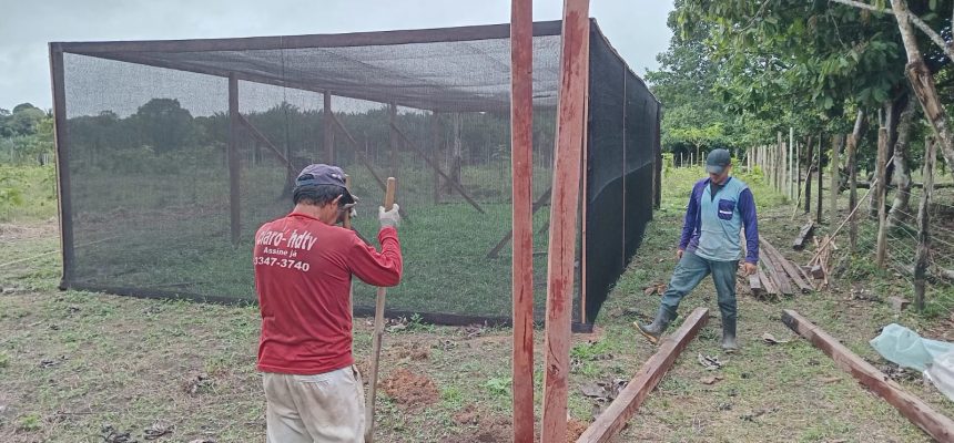 Em Autazes (distante 113 quilômetros de Manaus), o Instituto de Desenvolvimento Agropecuário e Florestal Sustentável do Estado do Amazonas (Idam) concluiu a implantação de um viveiro de cupuaçu. O espaço, que tem capacidade para cultivo de 5 mil mudas, vai beneficiar agricultores familiares residentes nas estradas AZ 1, AZ 2, AZ 3 e AZ 4, bem como da comunidade Sampaio.